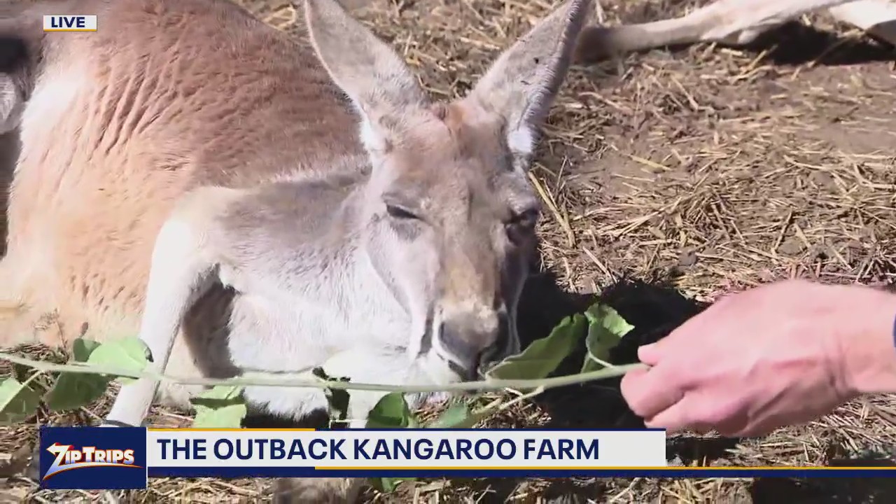 Zip Trips: Checking out the Outback Kangaroo Farm