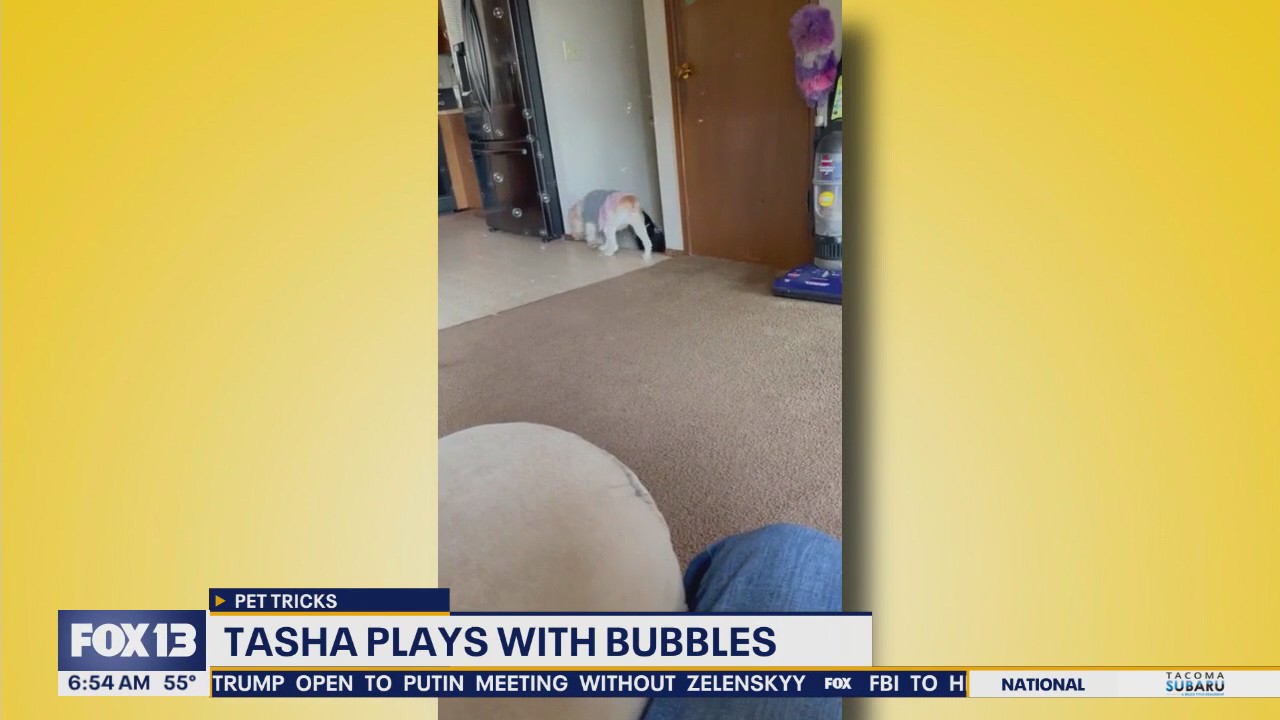 Pet Tricks for Friday, August 8