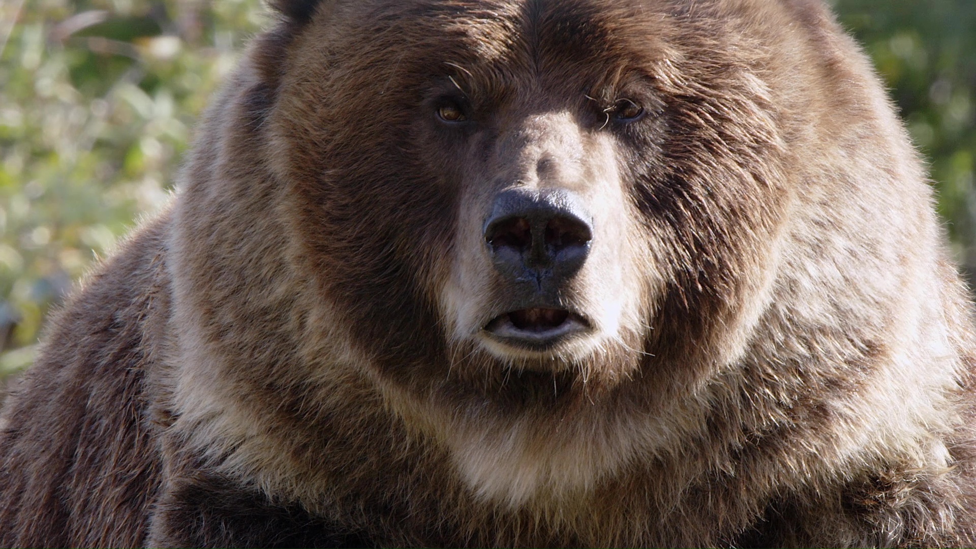 Saving Wildlife: Recovering Northwest Nature