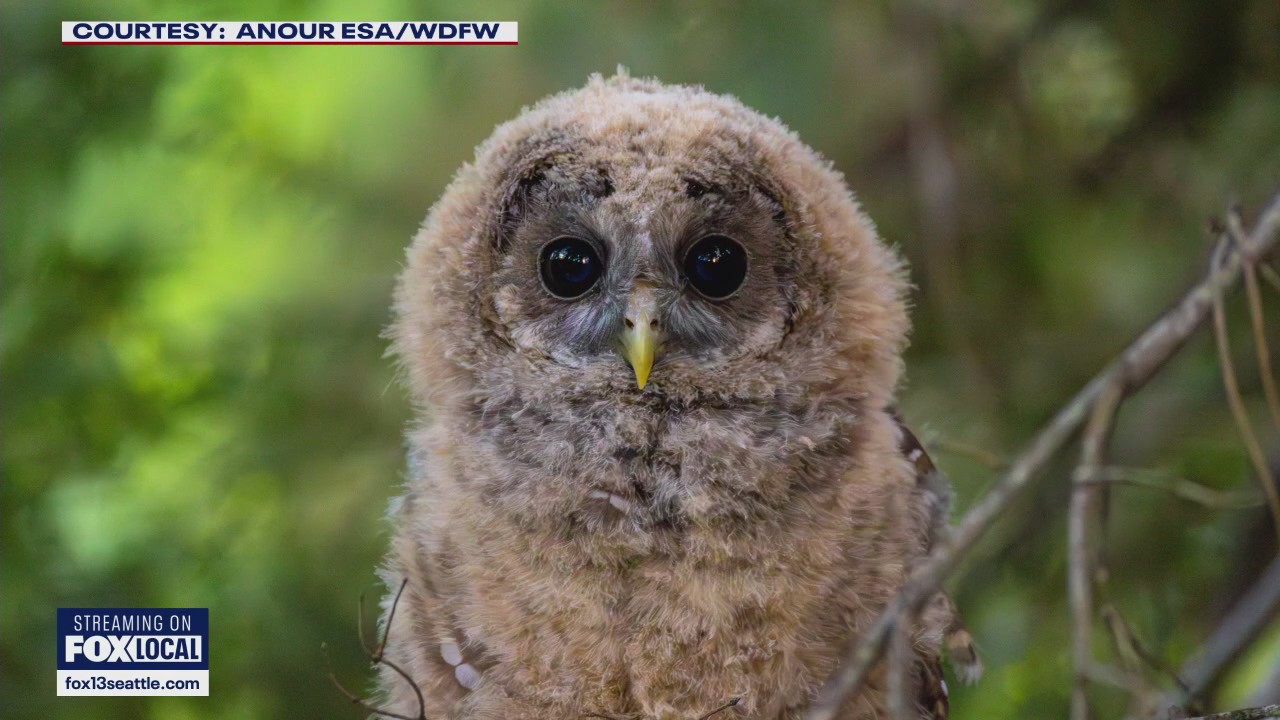 Controversial plan to kill thousands of owls along West Coast