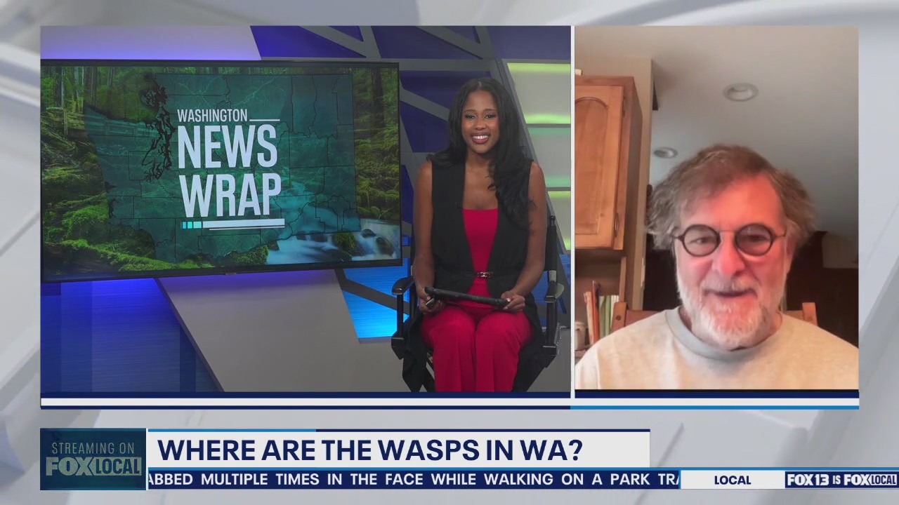 Where are all the wasps in Washington?