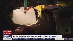 How bee brains may fix AI problems