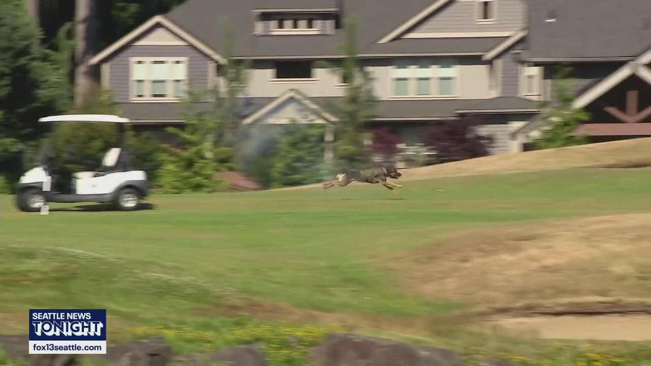 Snohomish Co. golf tournament benefits K9 training