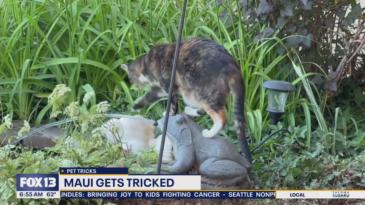 Pet Tricks for Wednesday, Aug. 13