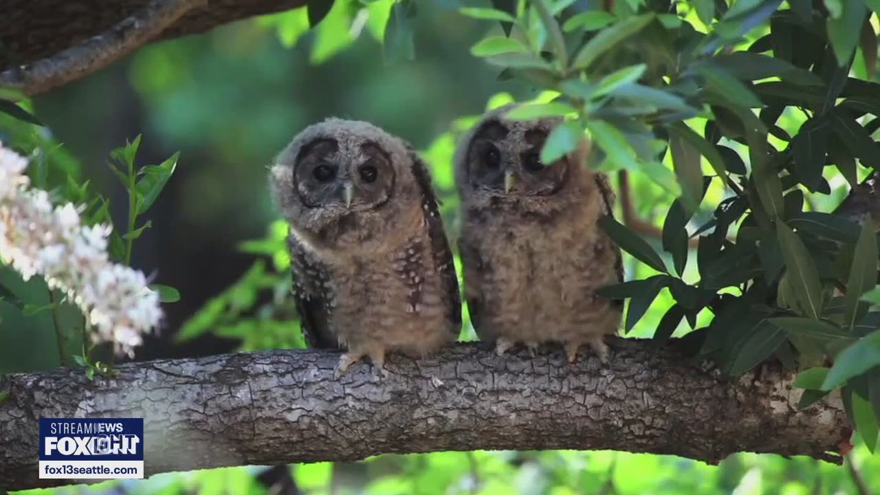 Debate over plan to kill barred owls