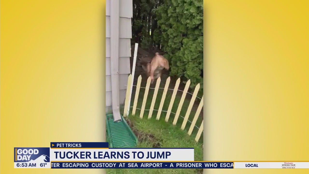 Pet Tricks for Thursday, August 14