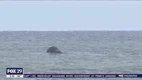 Another dead whale floats off Ocean County coast, as a dolphin washes up in Brigantine