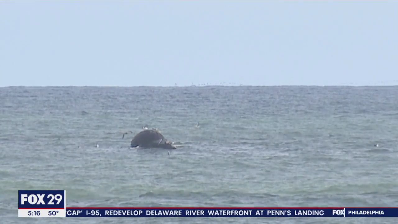 Another dead whale floats off Ocean County coast, as a dolphin washes up in Brigantine