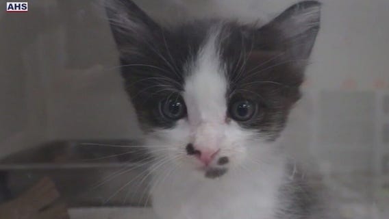 AHS offers free adoptions for all pets on June 7