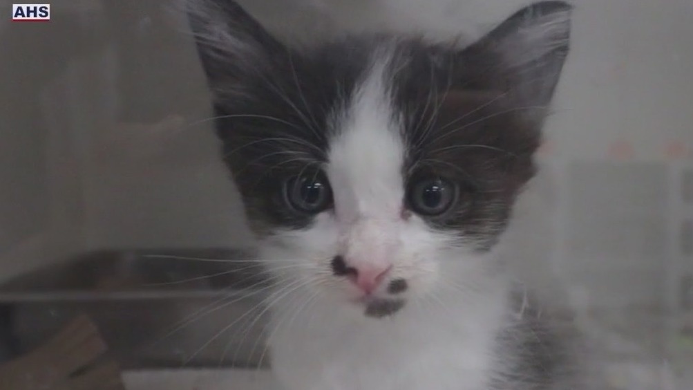 AHS offers free adoptions for all pets on June 7