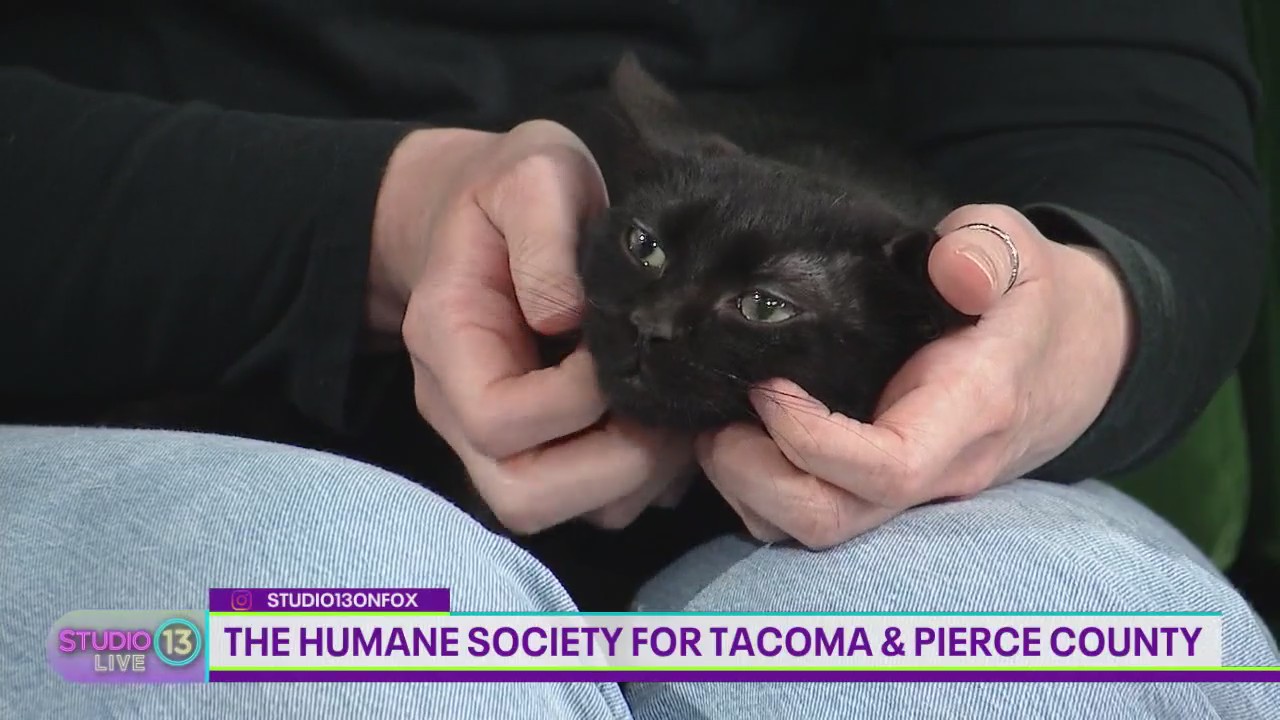Adoptable kittens at The Humane Society for Tacoma & Pierce County