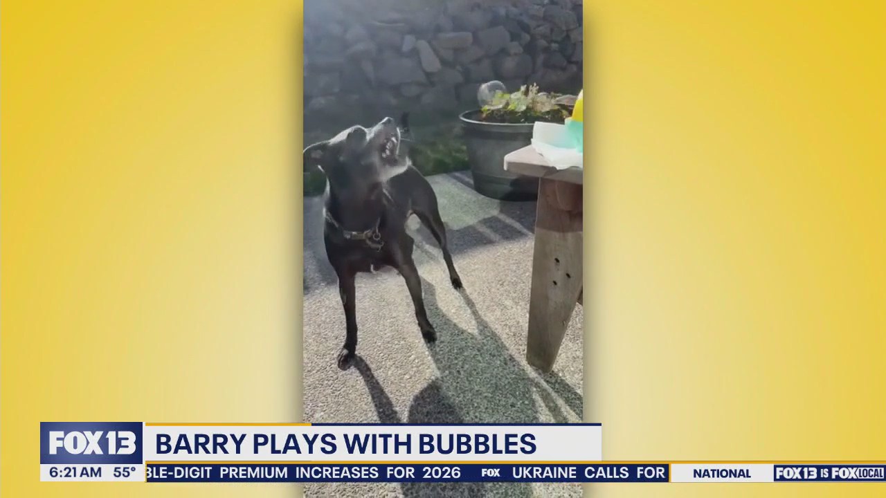 Pet Tricks for Monday, July 21