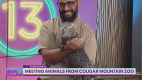 SPONSORED: Up-close encounters with animals at Cougar Mountain Zoo