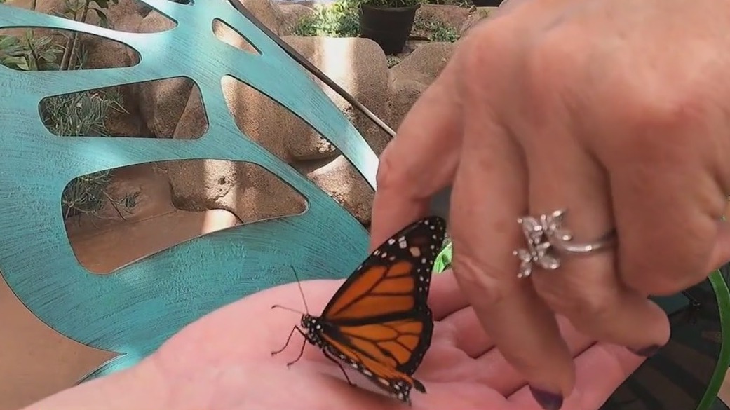 How to help boost Arizona's monarch numbers