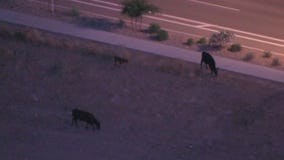 Herd of cattle spotted near Interstate 17