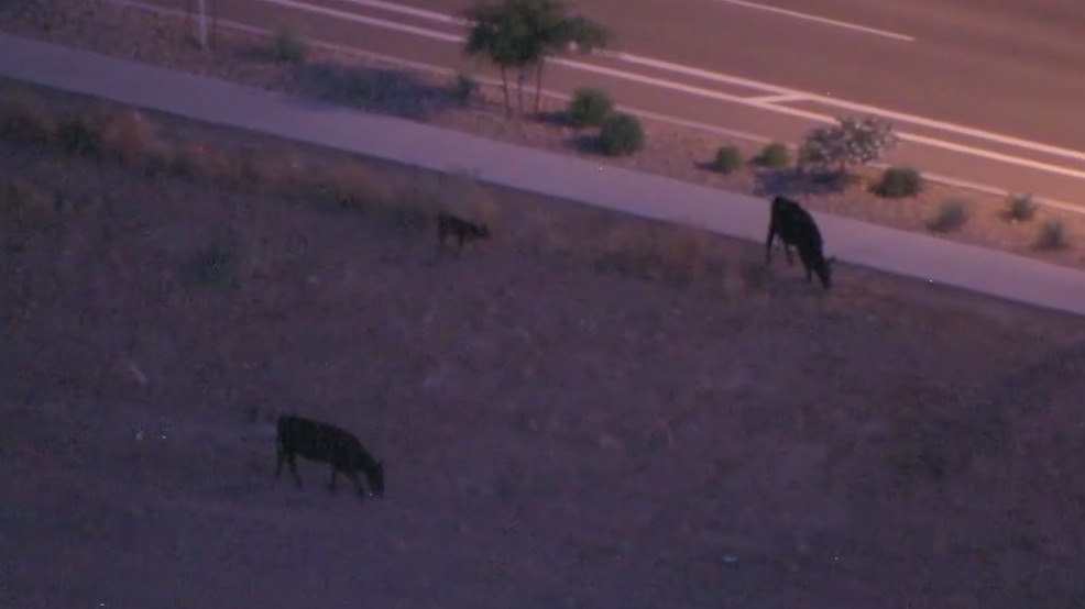 Herd of cattle spotted near Interstate 17