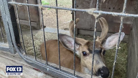 More than 50 animals seized from South Prairie property in WA