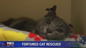 Stray kitten on the mend after being found with ears cut, feet and tail bound