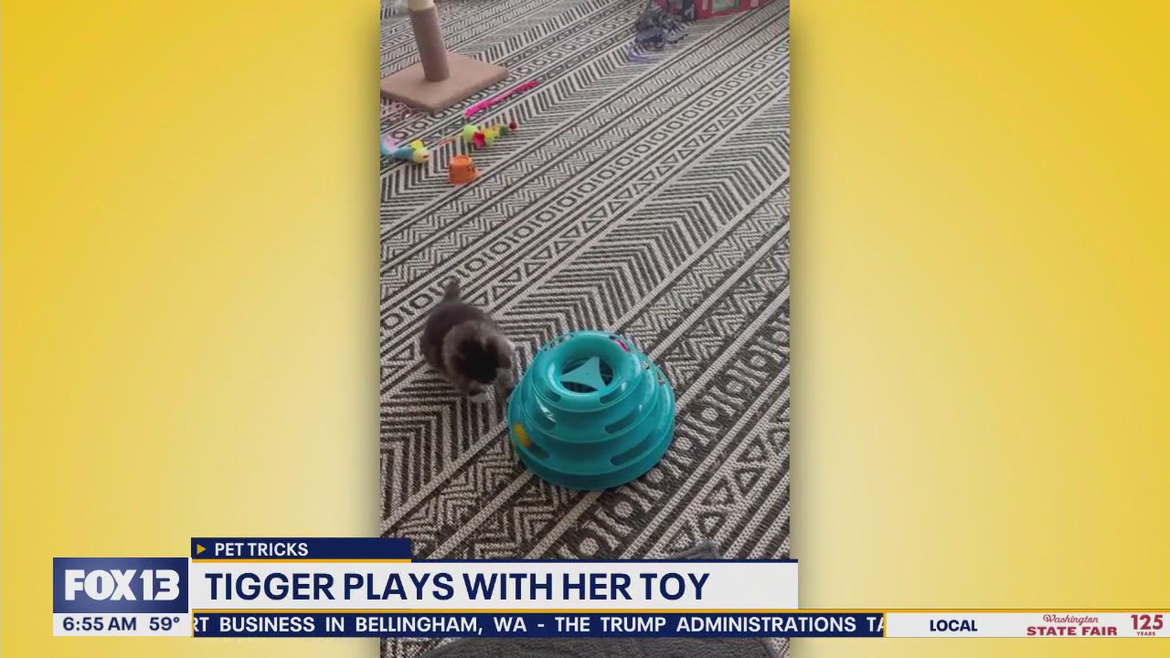 Pet Tricks for Friday, August 22