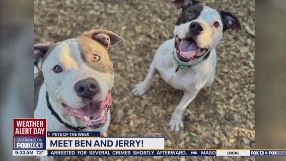 Pets of the Week: Meet Ben and Jerry