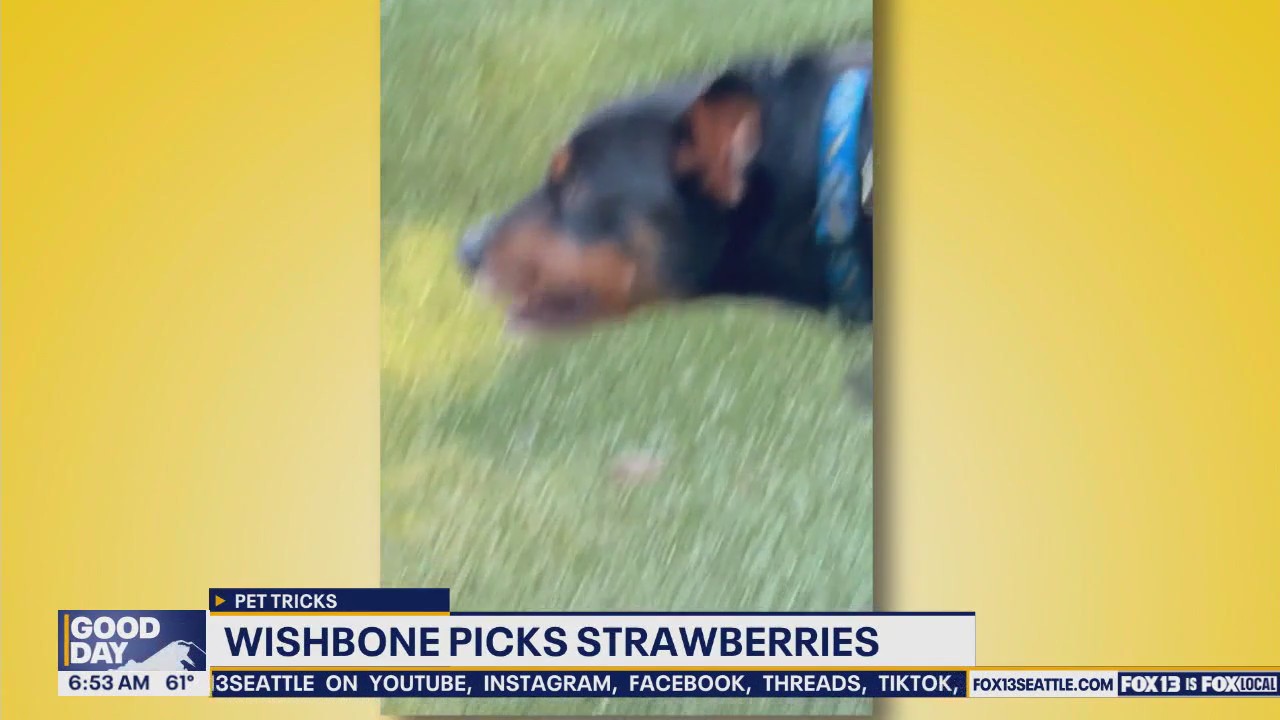 Pet Tricks for Thursday, August 28