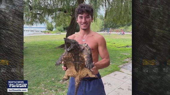 Alligator snapping turtle spotted at WA beach