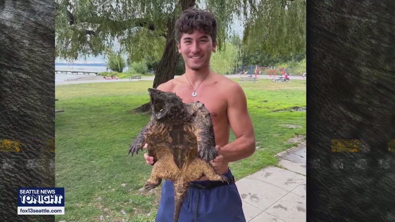 Alligator snapping turtle spotted at WA beach