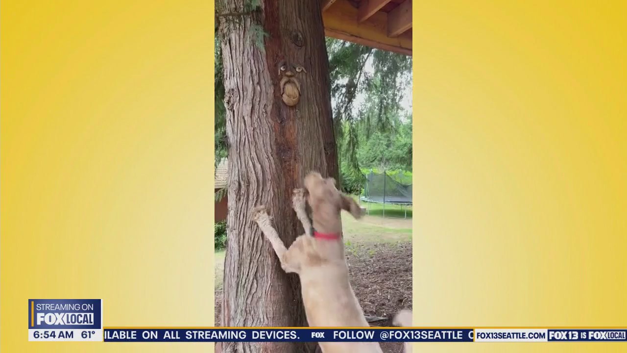 Pet Tricks for Friday, August 29