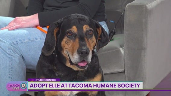 Adopt Elle at Tacoma Humane Society