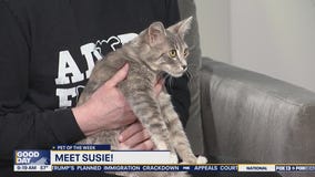 Pet of the Week: Meet Susie