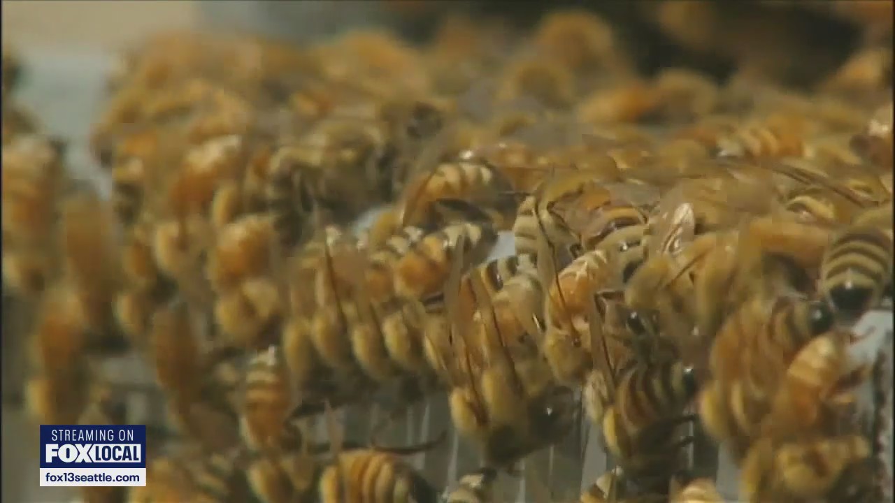 WSU launches massive pollen-mapping project