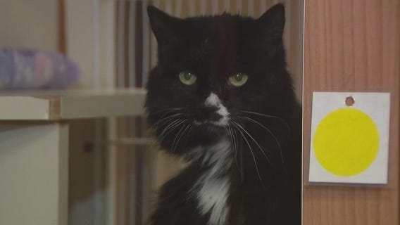 AAWL offering pet slumber parties to find the right fit