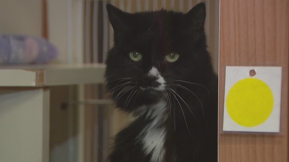 AAWL offering pet slumber parties to find the right fit