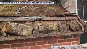 300k bees found inside Washington historical home