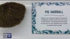 New Ripley's Believe or Not exhibit in the Valley