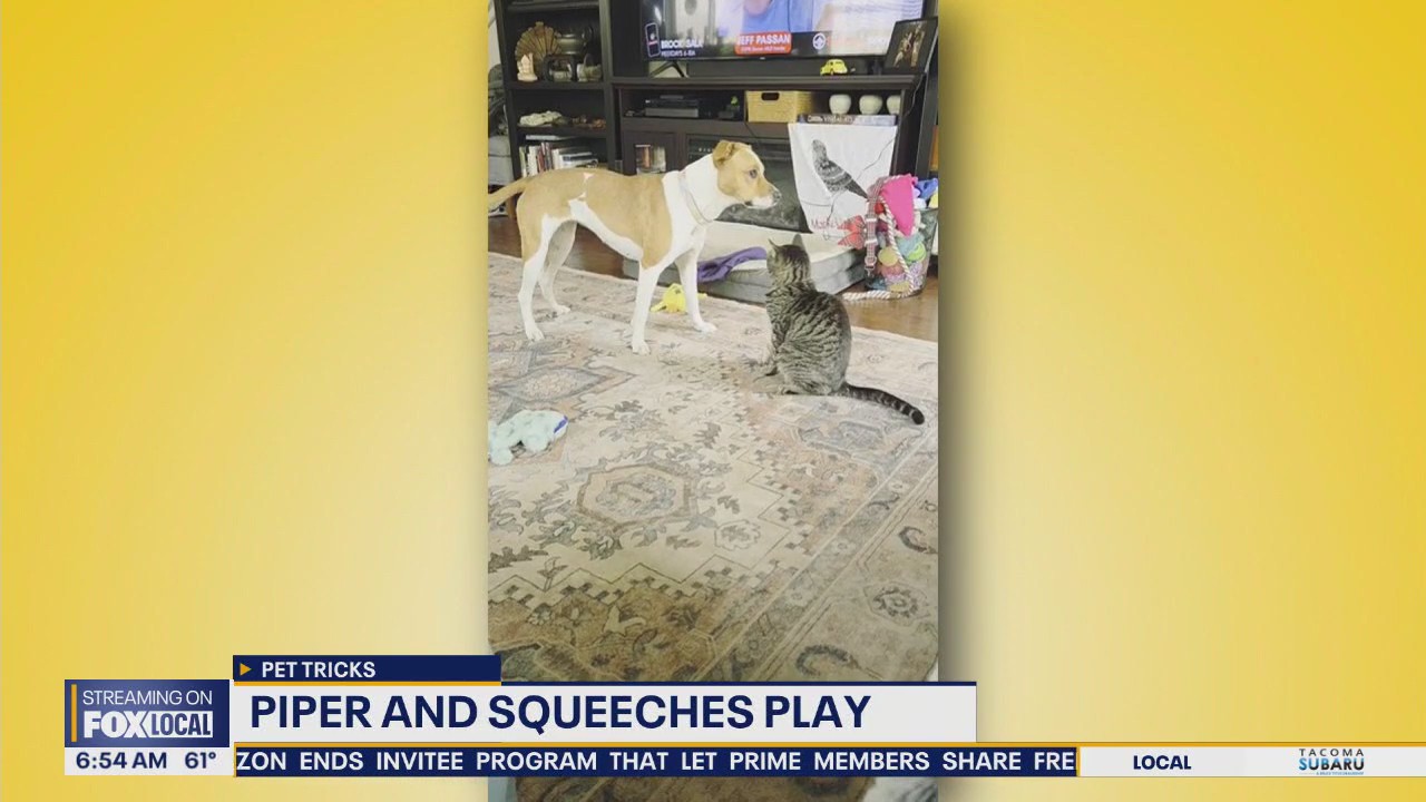 Pet tricks for Wednesday, September 3