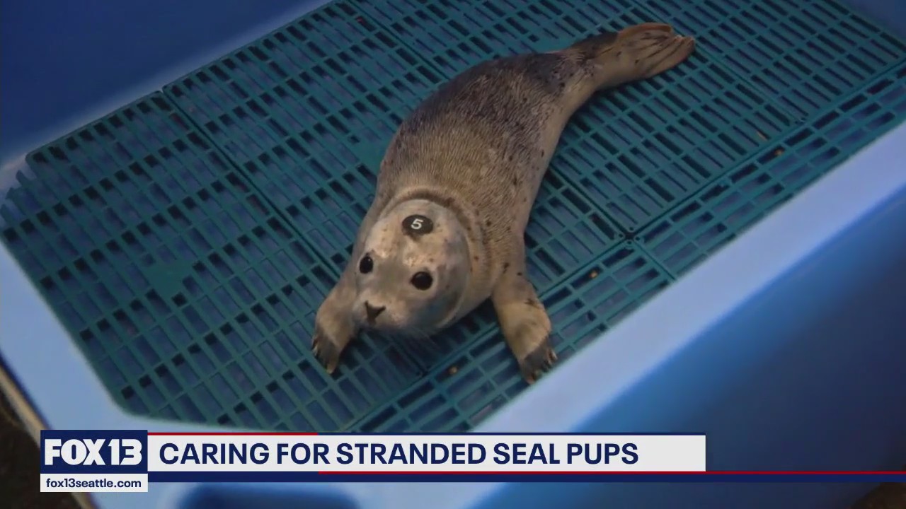 Caring for stranded seal pups in western WA