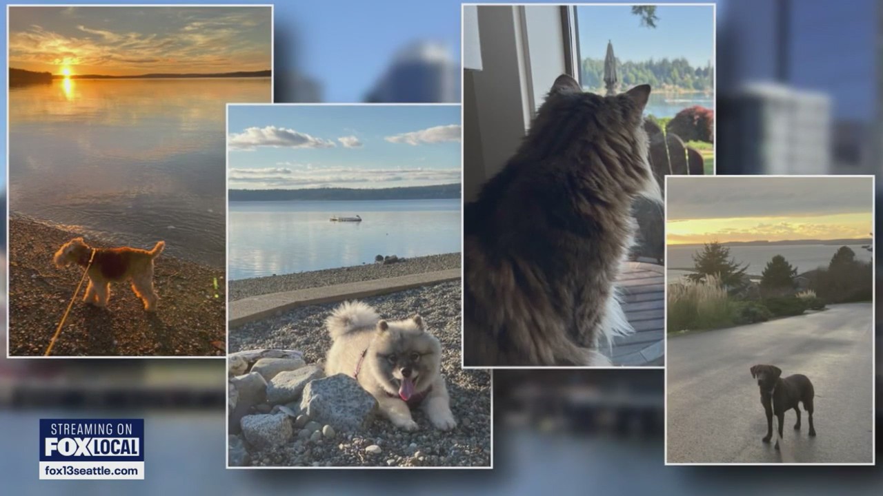 Seattle woman saves $60k after becoming full time house and pet sitter