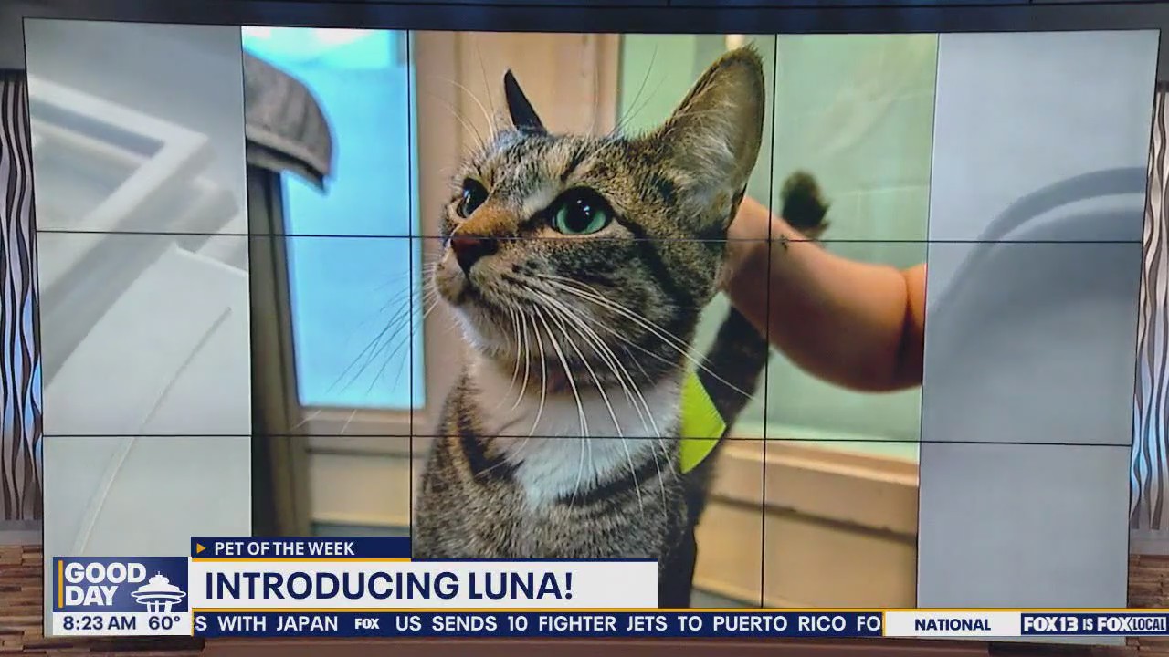 Pet of the Week: Luna