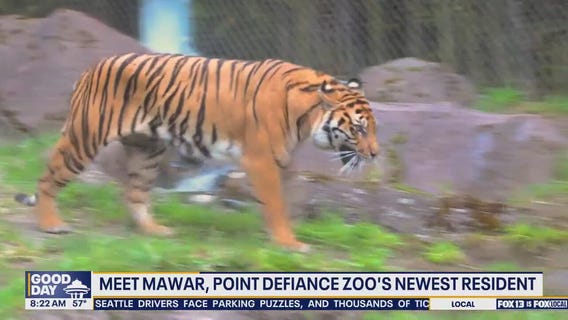 Point Defiance Zoo welcomes new Sumatran tiger