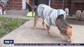 Delco support dog missing over a year found by police and returned home to grateful family