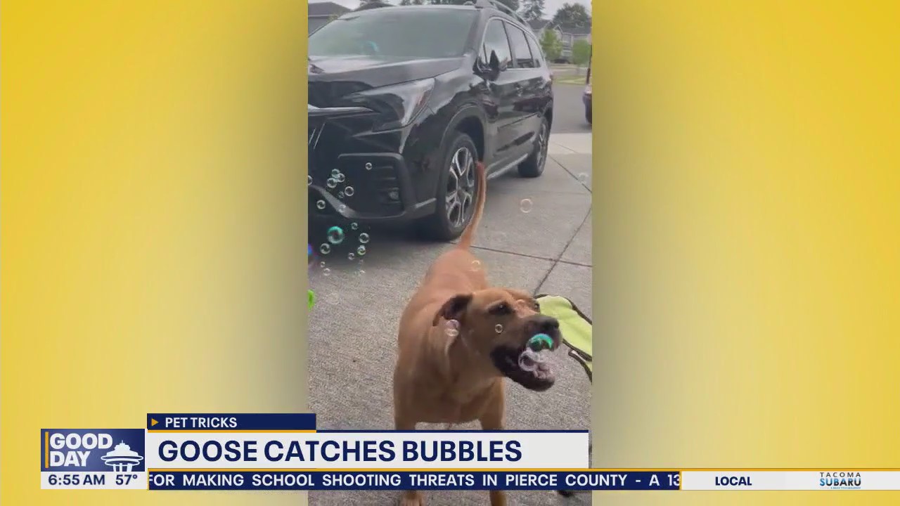 Pet Tricks for Monday, September 8