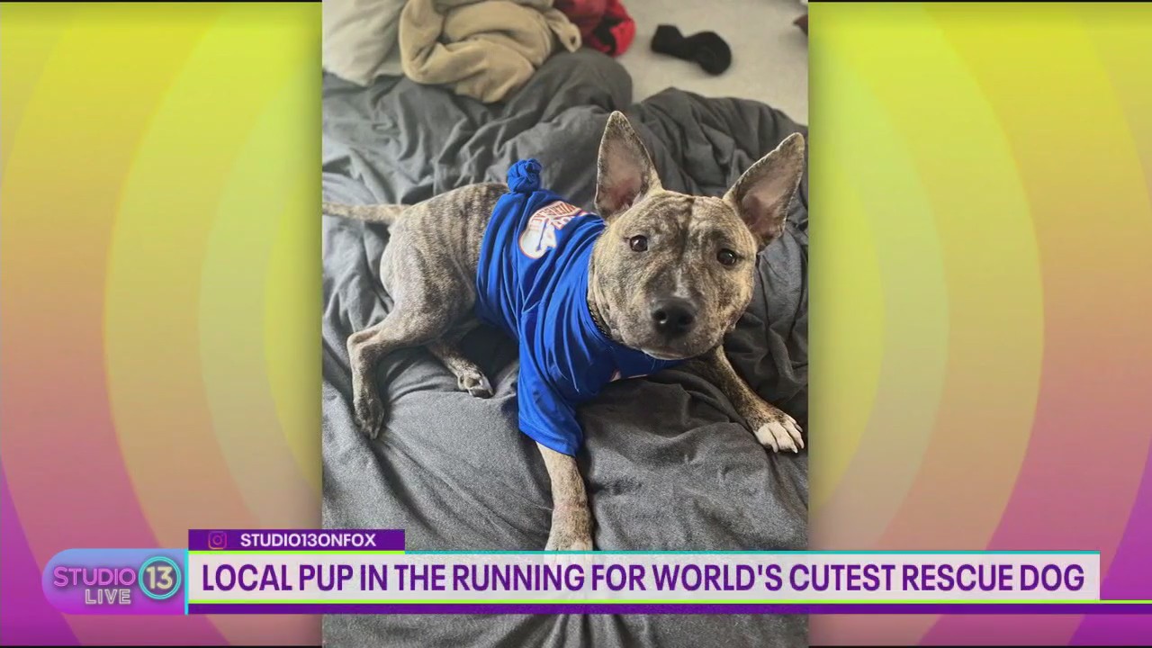 Vote for Sugar in the World's Cutest Rescue Dog Contest