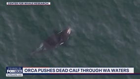 Newborn killer whale calf found dead near San Juan Islands
