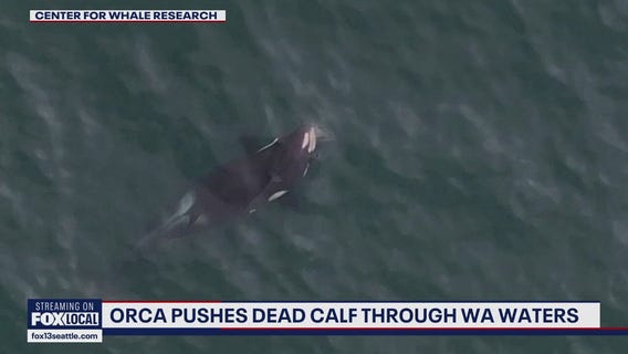Newborn killer whale calf found dead near San Juan Islands