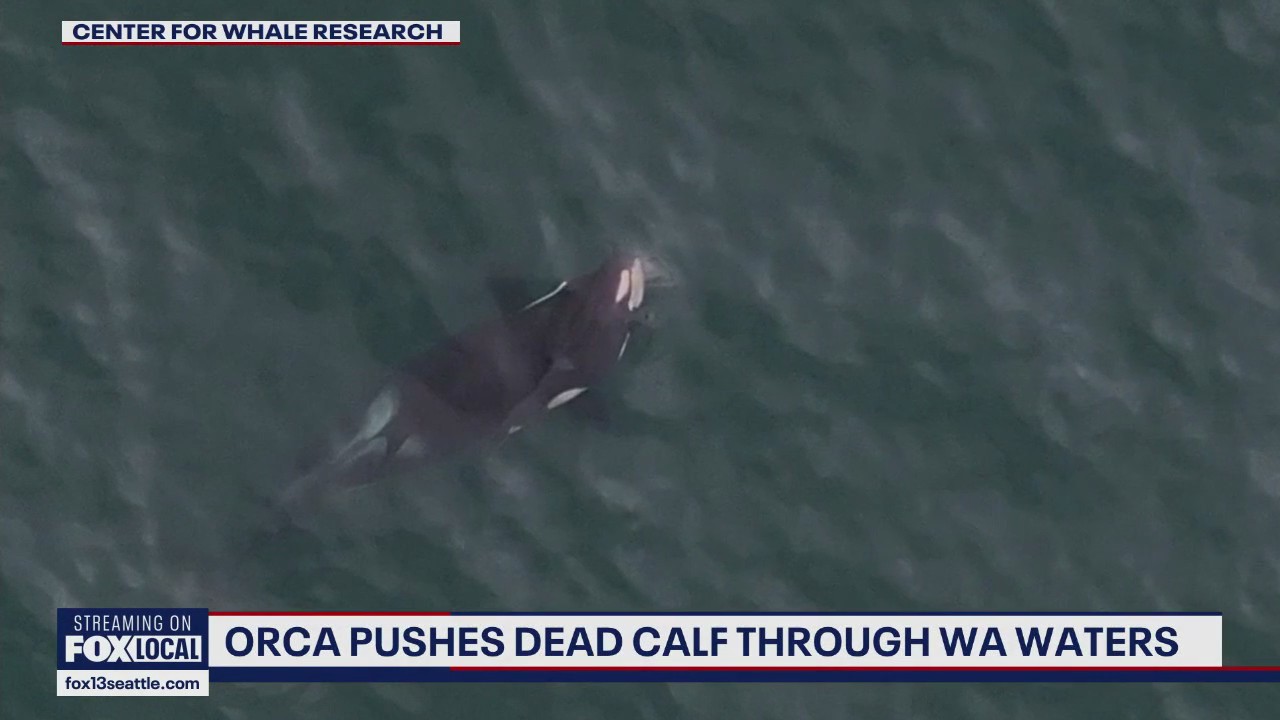 Newborn killer whale calf found dead near San Juan Islands