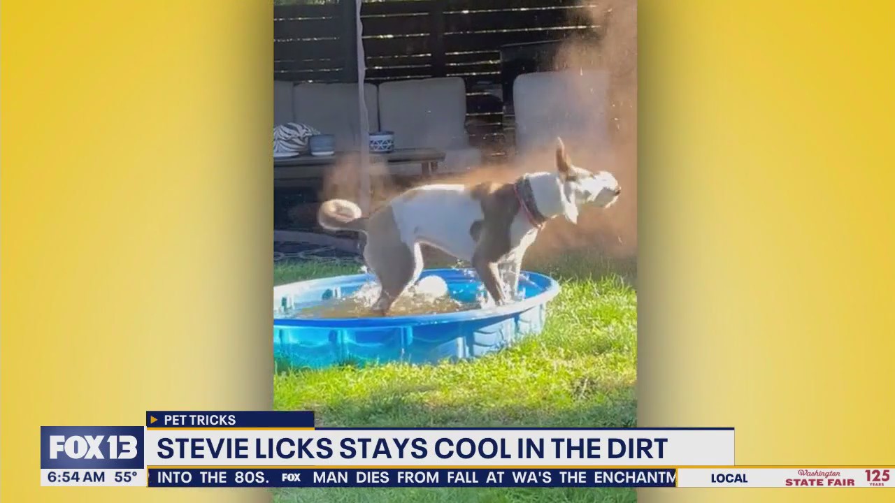 Pet Tricks for Tuesday, September 16