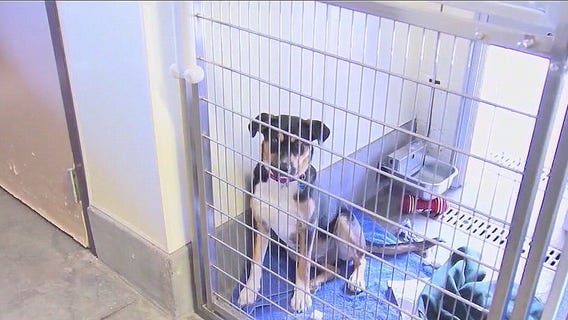 Animal cruelty bill passed Arizona Senate