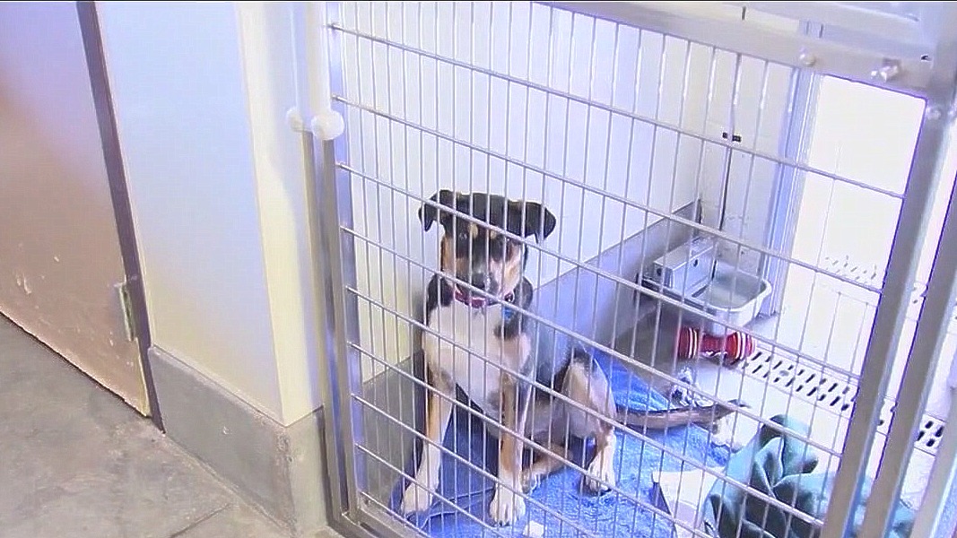 Animal cruelty bill passed Arizona Senate