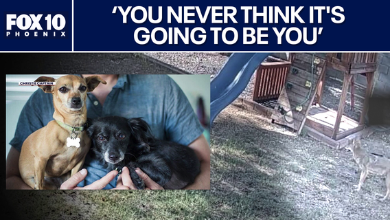 2 dogs killed in Phoenix by a coyote, family says